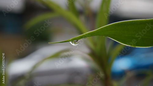 Rain drop on green leave on a blurred background