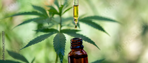 Doctors hold a bottle of hemp oil, marijuana products for medical use, including hemp leaf, cbd, and Hemp CBD oil capsules.