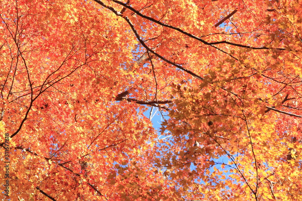 Autumnal landscape of Suizawa maple valley in the Mie Prefecture of Japan Autumnal landscape of Suizawa maple valley in the Mie Prefecture of Japan