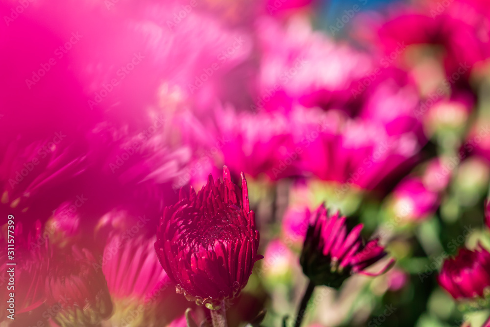 Obraz premium Pink chrysanthemums and blooming in the spring flower garden, colorful flowers