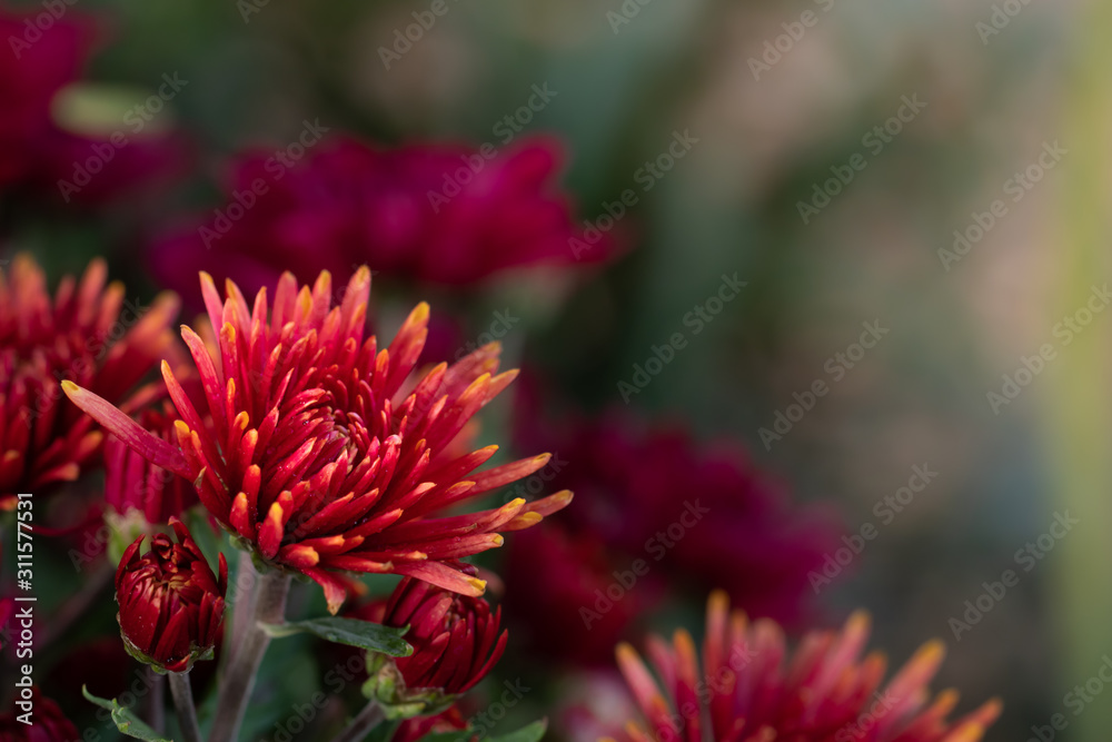 Red and blooming chrysanthemums in the garden, spring flowers, colorful flowers Red and blooming chrysanthemums in the garden, spring flowers, colorful flowers