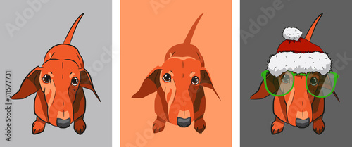 A red-haired dachshund sits on the floor and looks at us. Realistic drawing of a dog. Red-haired dog with a contour, without a contour and wearing a Santa Claus hat and sunglasses.