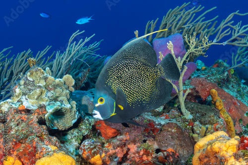 French Anglefish swimming over a coral reef