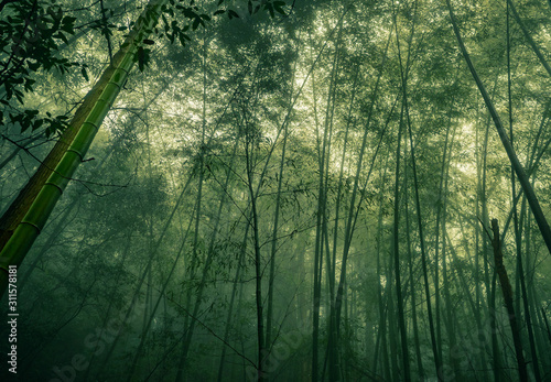 bamboo forest china © thomas