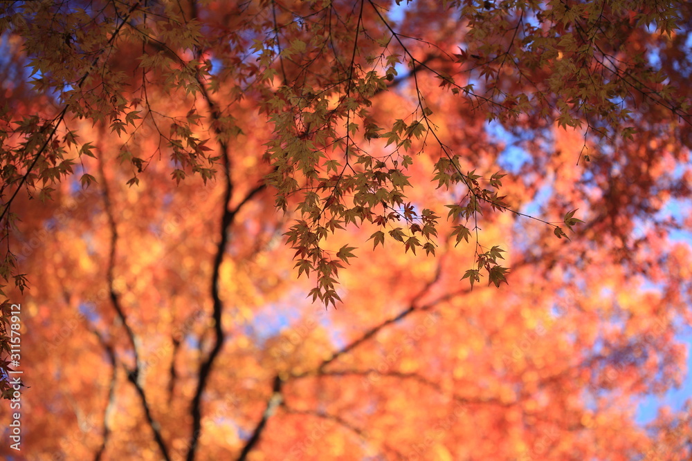 Autumnal landscape of Suizawa maple valley in the Mie Prefecture of Japan Autumnal landscape of Suizawa maple valley in the Mie Prefecture of Japan