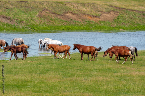 horses graze near the pond some went to drink water
