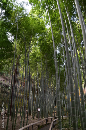 Bamboo Forest in Kamakura, Japan