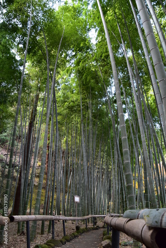 Bamboo Forest in Kamakura, Japan