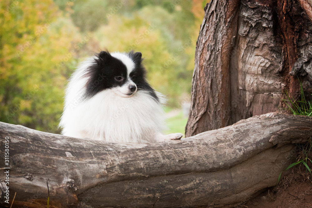 White with black spitz on a tree trunk White with black spitz on a tree trunk
