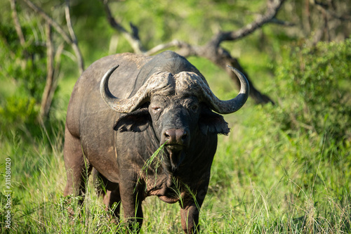 Large cape buffalo bull with a mouth full of grass