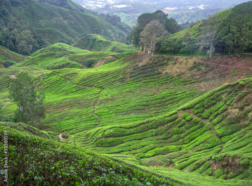 Tea plantation in Malaysia © PRILL Mediendesign