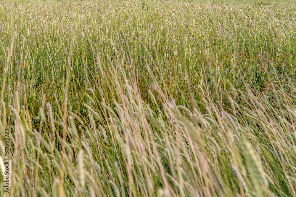 coastal wetland vegetation coastal wetland vegetation