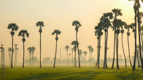 Rice plantation field morning sunrise with sugar palm tree