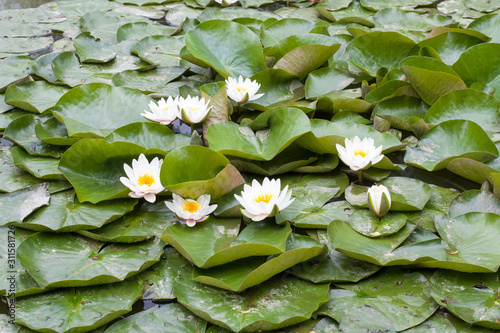 Lovely flowers White Nymphaea alba, commonly called water lily or water lily among green leaves and blue water.