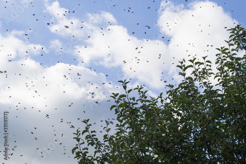 A swarm of bees on the tree. Swarming bees. Flying swarm of bees.
