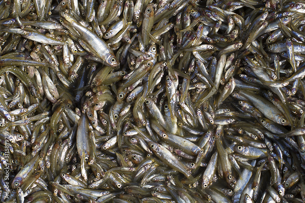 Lot of small river fish. Close up. Lot of small river fish. Close up.