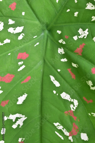colorful green leaf background