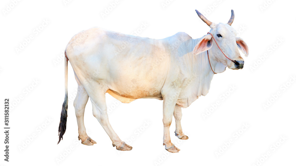 cow isolated on white background cow isolated on white background