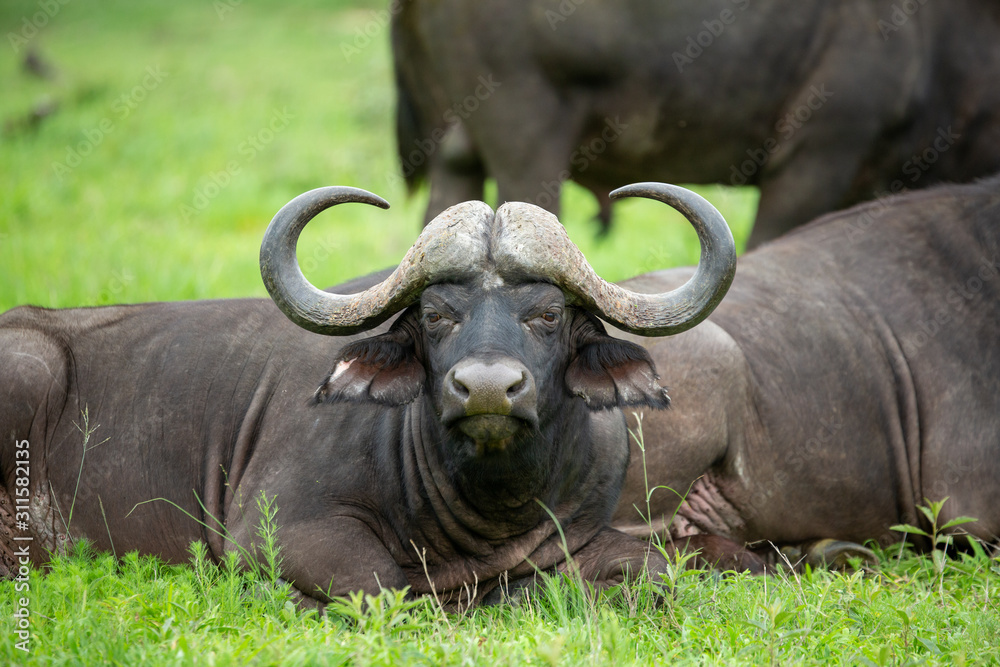 Cape buffalo breeding herd with some large dagga boy bulls. Cape buffalo breeding herd with some large dagga boy bulls.