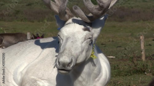 Mongolia. Darkhat basin. The camp of reindeer herders. Deer. photo