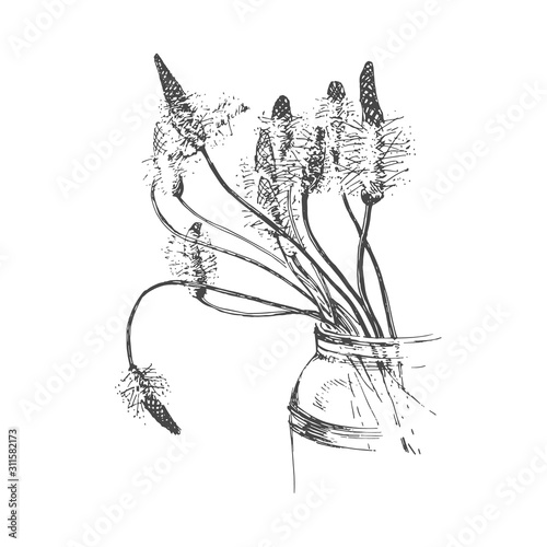 Sketchily drawing flowers plantain on white background. photo