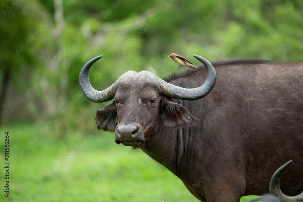 Cape buffalo breeding herd with some large dagga boy bulls. Cape buffalo breeding herd with some large dagga boy bulls.