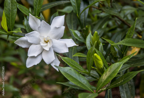 The White Gardenia