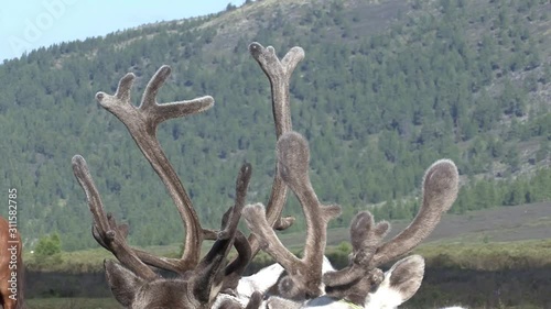 Mongolia. Darkhat basin. The camp of reindeer herders. Deer. photo