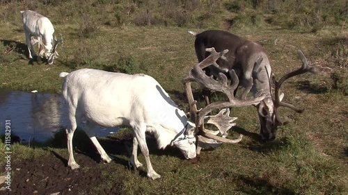 Mongolia. Darkhat basin. The camp of reindeer herders. Deer. photo