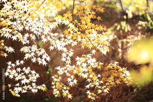 Autumnal landscape of Suizawa maple valley in the Mie Prefecture of Japan photo