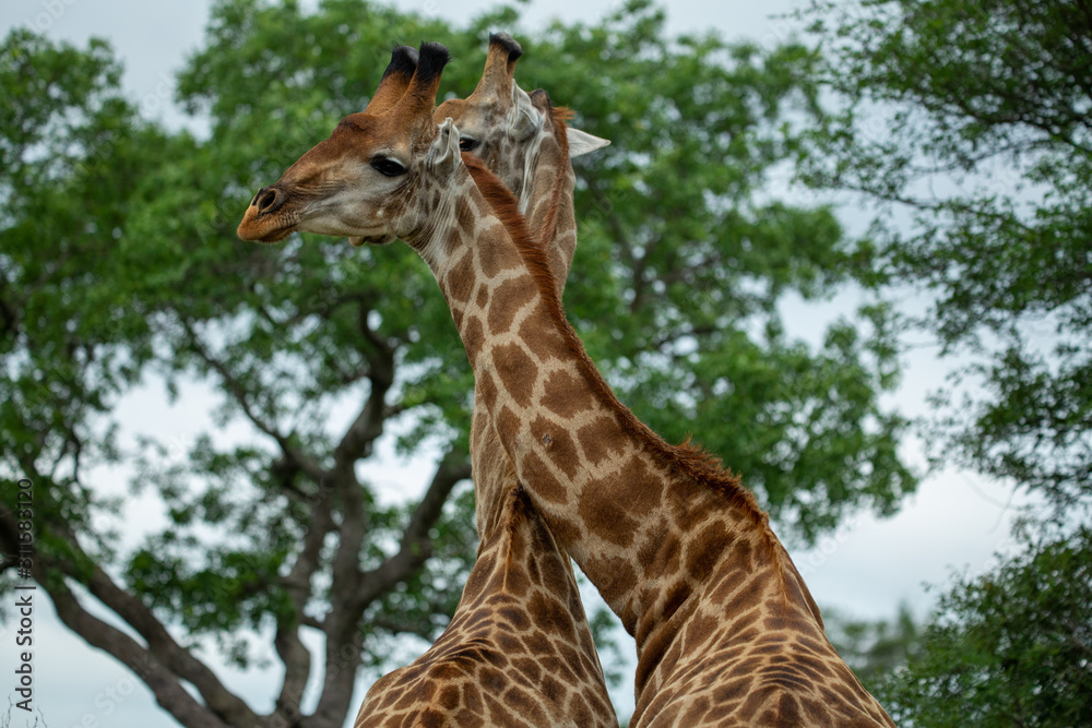Two young male giraffe wrestling and feeding in the lowveld summer
