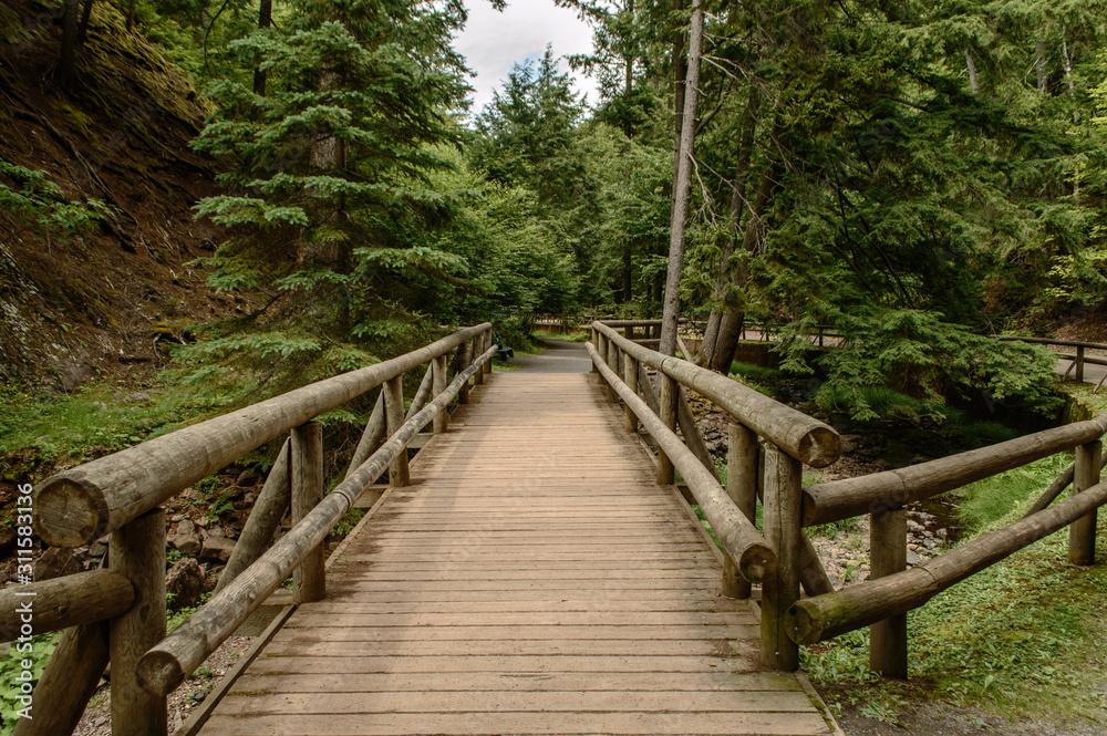 Hiking Trail in Forest with Wooden Handrails