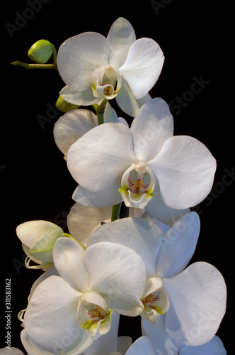 orchid on white background  nacka  stockholm sweden sverige