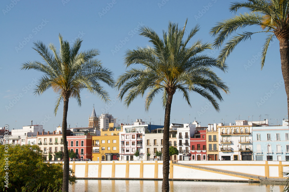 palm trees in Sevilla