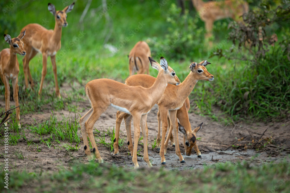Nursery grouping of baby impala in a road. Nursery grouping of baby impala in a road.