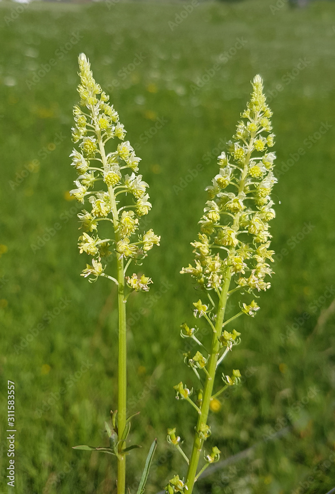 Gelber Wau, Reseda, luteola Gelber Wau, Reseda, luteola