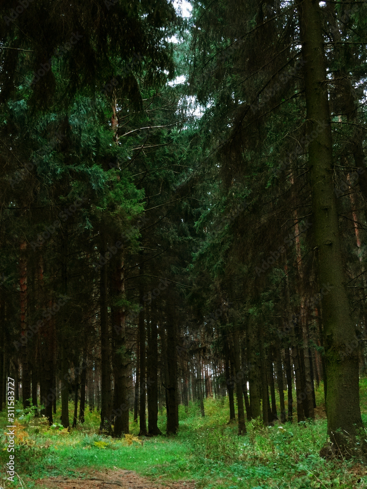 Obraz premium Dark trees in the forest. Wild forest road.