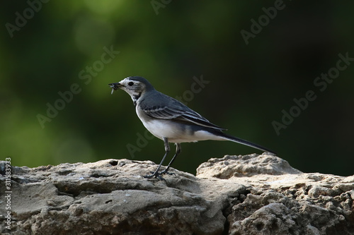 A white wagtail (Motacilla alba) catching and eating a fly