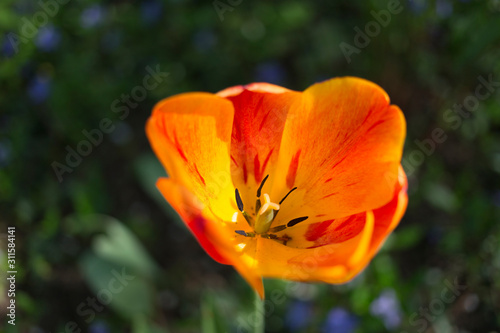 Bright multi-colored tulip.