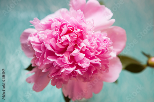 Pink peony flower on blue background  beautiful floral card with blossom