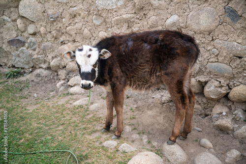 A calf in Ishkashim street, Afghanistan