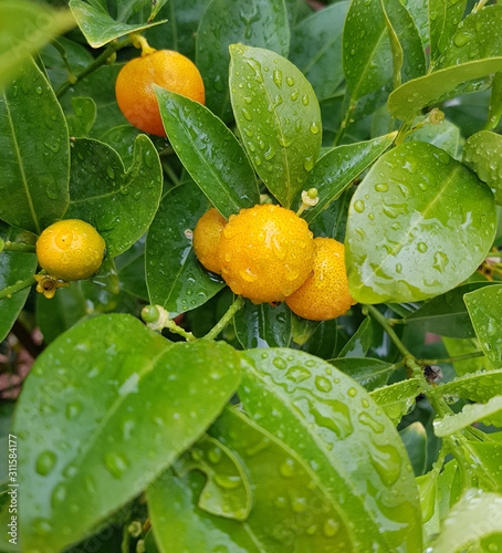 Kumquats, Fortunella, Citrus photo