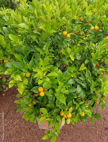 Kumquats, Fortunella, Citrus photo