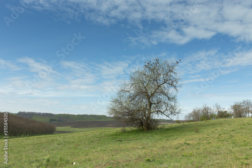 Flock of birds is sitting on a tree.