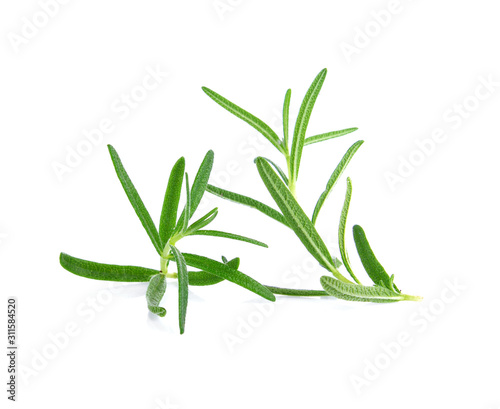 rosemary isolated on white background