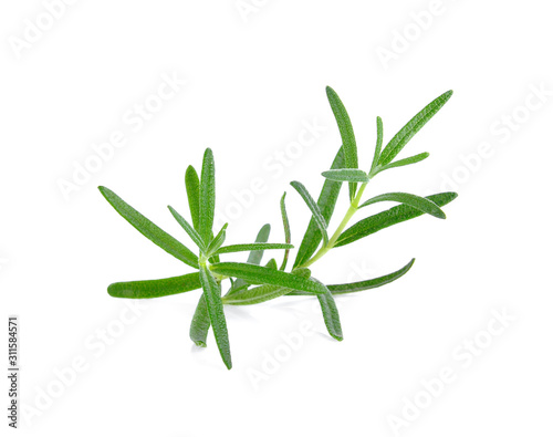 rosemary isolated on white background