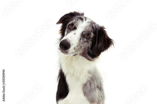 Fototapeta Naklejka Na Ścianę i Meble -  attentive and thinking border collie dog tilting head side. Isolated on white background.