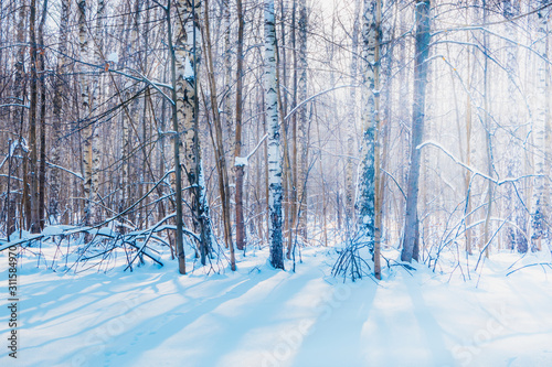 Blue winter forest landscape with trees, snow on a sunny day