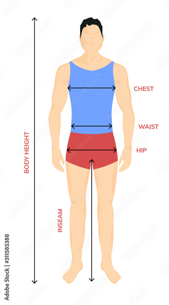 Vecteur Stock Man anatomy silhouette size. Human body full measure male  figure waist, chest chart template | Adobe Stock