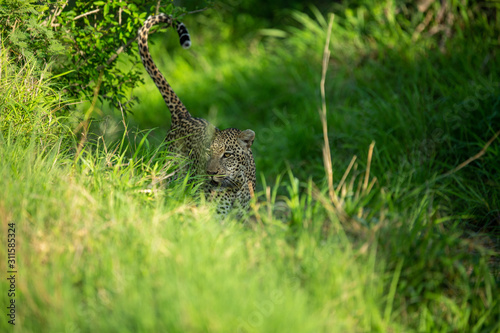 Dominant male leopard scent marking in a drainage system  © Darrel